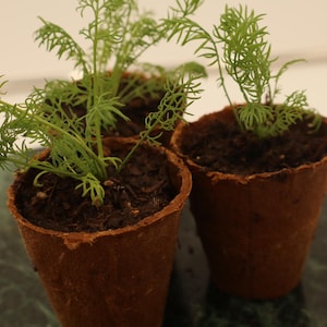 May include: Three small dill plants in brown biodegradable pots. The dill has delicate, feathery green leaves. The pots are filled with dark soil and are sitting on a dark green and gray surface.