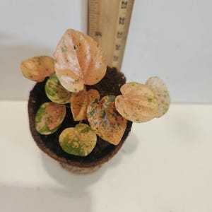Rare Peperomia Carnival | Colorful Variegation | Small Indoor Plant Gift | Pet Friendly  *actual plant* 2-inch pot