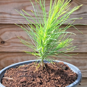Mexican Weeping Pine (Pinus Patula) sapling in a 5 inch pot