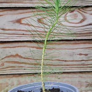 Mexican Weeping Pine (Pinus Patula) sapling in a 5 inch pot