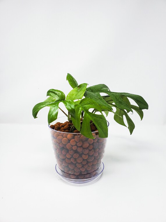 pencil cactus for sale Euphorbia tirucalli (Pencil Cactus)