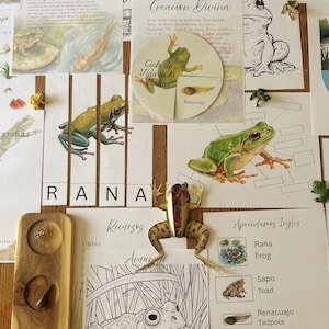 May include: An educational set about the frog life cycle featuring printed cards with illustrations of frogs, tadpoles, and eggs, text in Spanish including 'Ciclo de Vida de la Rana', a wooden tray with three circular cutouts, and a small plastic frog model.