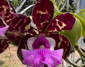 Cattleya aclandiae 4N