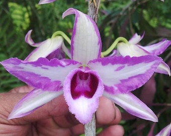 Dendrobium anosmum 'Touch of Class'