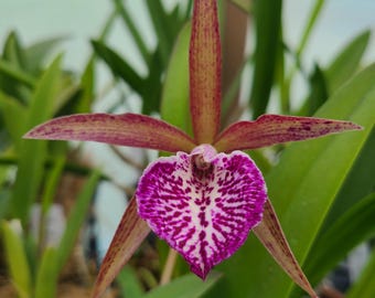Brassocattleya Valencia Beauty