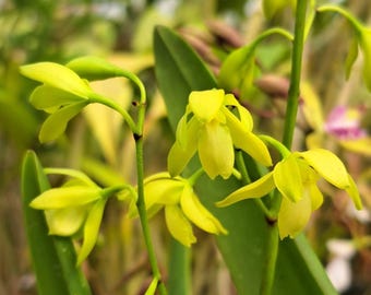 Encyclia rufa