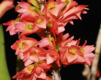 Dendrobium faciferum