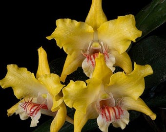 Dendrobium lowii x sib