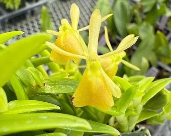 Epidendrum porpax var. alba 'Tiny Green'