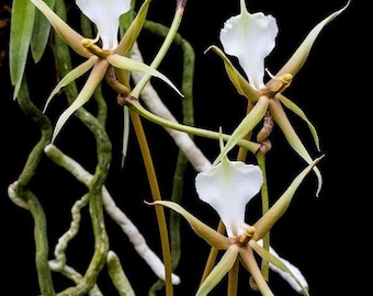 Plectrelminthus caudatus
