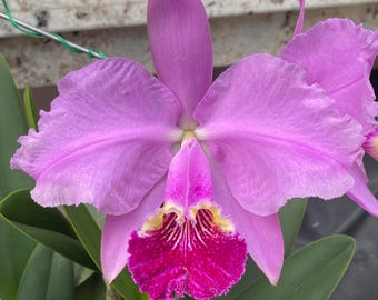 Cattleya lueddemanniana