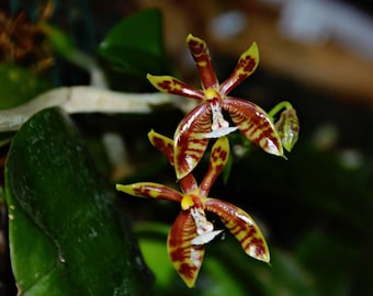 Phalaenopsis mannii