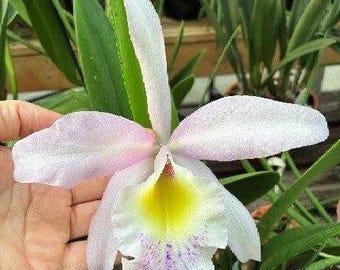 Rhyncholaeliocattleya Donna Kimura x Brassavola nodosa