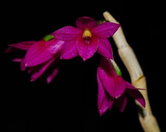 Dendrobium goldschmidtianum (syn. miyakei) x sib ('T3' x 'Hsinying')
