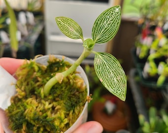 Ludisia discolor var. alba