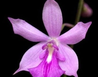 Pseudolaelia irwiniana (syn. blahae)