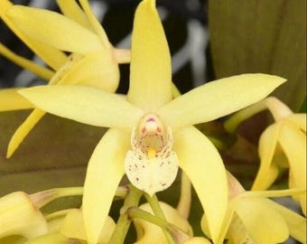 Dendrobium Sunny Kalapana ‘808 Orchids’