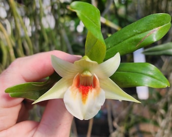 Dendrobium QF Makani (Dawn Maree x Peng Seng)