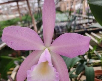 Brassocattleya Nodata x Rhyncholaeliocattleya Something Special 'Kayla Gross' AM/AOS