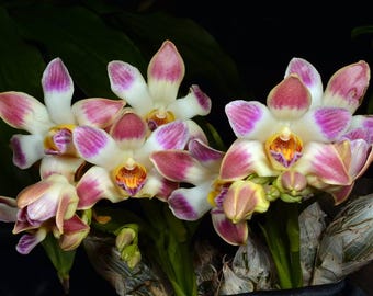 Chysis limminghei 'Valley Isle’ x sib