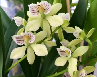 Prosthechea radiata