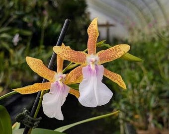 Miltonia Hybrid (unregistered)