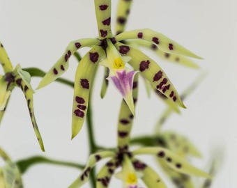 Prosthechea prismatocarpa