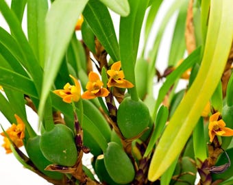 Maxillariella variabilis