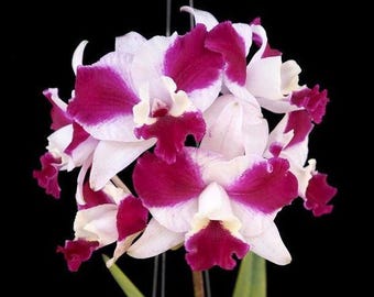Laeliocattleya Purple Cascade 'Volcano Queen'