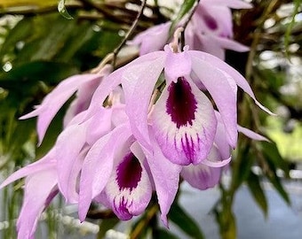 Dendrobium maccarthiae