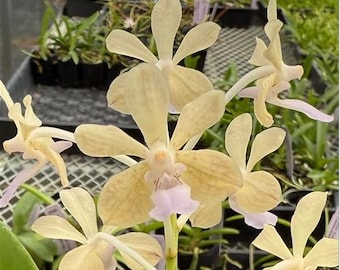 Vanda lamellata x Rhynchostylis coelestis f. alba