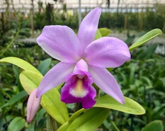 Laeliocattleya Vigour Nobiceps