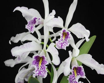 Cattleya maxima semi-alba 'Monolo' AM/AOS x self