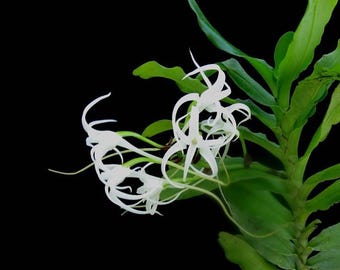 Cyrtorchis chailluana 'Maui Beauty' x self