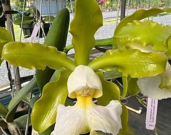 Cattleya schilleriana albescens 'Pauwela' x self