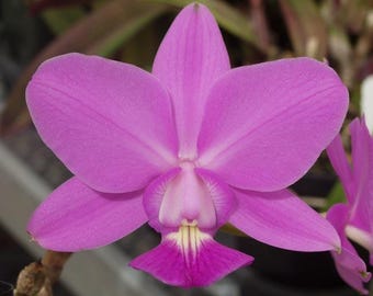 Cattleya walkeriana 'Kula' 4N x 'Pauwela' 4N