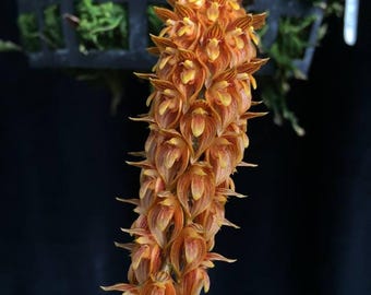 Bulbophyllum cupreum