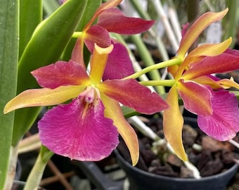 Stellamizutaara (Stlma.) Kelly 'Lea'