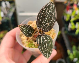 Ludisia discolor 'Jewelyana'