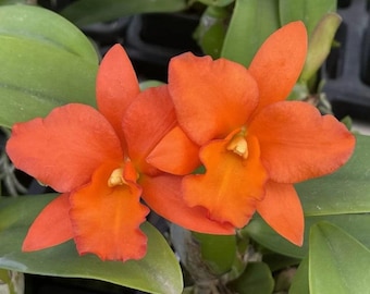 Rhyncattleanthe Dan O'Neill 'Jubilee' HCC/AOS