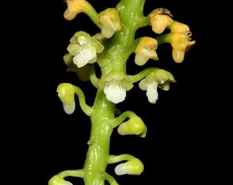 Smitinandia helferi