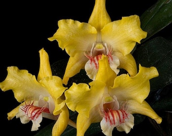 Dendrobium lowii x sib