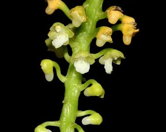 Smitinandia helferi