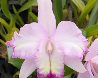 Brassolaeliocattleya Lia's Dream