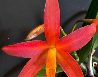 Cattlianthe Florida Wildfire