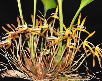 Maxillaria hennisiana
