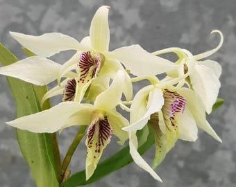 Dendrobium Roy Tokunaga