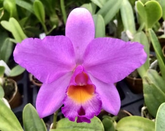 Rhyncattleanthe Hsinying Starlight ‘Pink Lady’