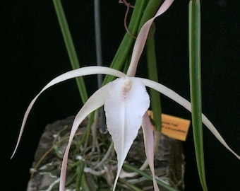Brassavola Yaki