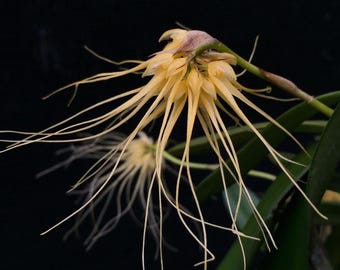 Bulbophyllum vaginatum 'Maui Beauty'